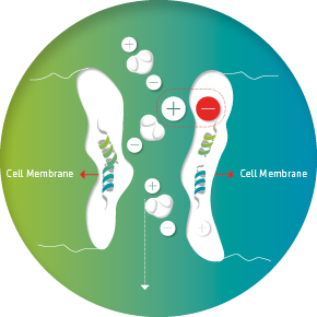 Cell membrane with VIVOBASE protection
