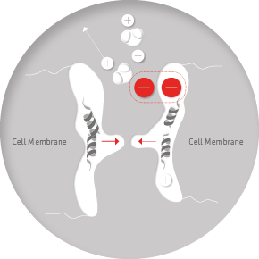 Cell membrane without VIVOBASE protection